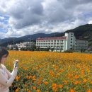 구례군청소년수련원 | 구례 산동 가볼 만한 곳 ‘황화코스모스’ 방문 후기