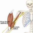 물건 들 때 찌릿한 팔꿈치·어깨 통증, 상완근 트리거포인트를 확인하세요!!!! 이미지