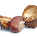 마로니에 이미지