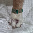 강북동물병원 | 중이염과 내수막염 3일차 - 강북구 동물병원 루시드동물메디컬센터 수술후기
