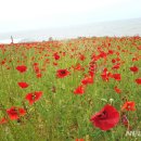 영광 정유재란 열부순절지 이미지