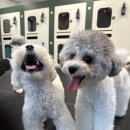 좋은유치원 | 서초구 강아지유치원 후기 좋은 곳, 디오네도그케어