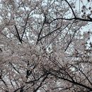 안양천 벚꽃길 이미지