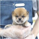 도도한강아지 이미지