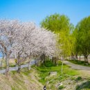 성북2리마을회관 | 충남 당진, 서산에서 벚꽃여행 종결 (4.16)