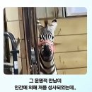 말이 얼룩말을 보면 보이는 반응 이미지