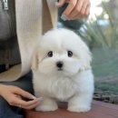 미유펫 강아지분양 고양이분양 김포점 | 김포강아지분양 미유펫 신중한 결정