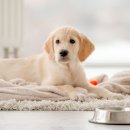 동물심장병원 진심 이미지