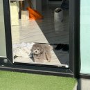 퍼스펫 애견펜션 | 경주 애견동반펜션 퍼스펫 애견펜션