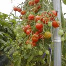 토마토의 열과 (열매쪼개짐)현상 ---퍼온 글입니다 이미지