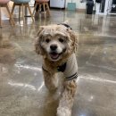 현대기아로 | [안산 근교 애견카페] 화성 댕코리아 방문 후기💛 넓고 깨끗해서 완전 감동!