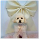 털래털래 애견미용실 이미지