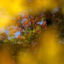 2025-Fall-Photo Walk - Rattlesnake point conservation area 이미지