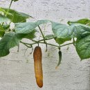 카리미즈서울