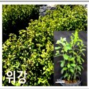 이삽주 | 위장에 좋은 약용작물 ‘삽주’ 신품종 위풍·위강, 무엇이 달라졌나