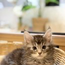 미오미오 고양이분양 이미지