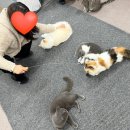 미뇽 캣 이미지