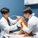 화도동물병원 이미지