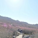 대구 비슬산 참꽃문화제 소식