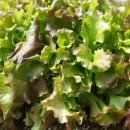 정우 흑염소 농장 이미지