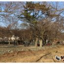 거제옥산숲 이미지