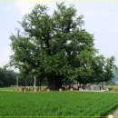 두곡리 은행나무 이미지