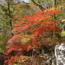 피아골(기산) 이미지