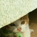 레이로우