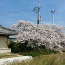 경포로 | 강릉4월여행 가볼만한곳 경포벚꽃축제 주차 꿀팁 &amp; 숨은 벚꽃명소 카페 추천 카페경호 내돈내산 후기