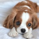 퍼스트 동물메디컬 센터 이미지