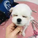 미쓰멍 이미지