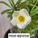 사랑초 카타라 레몬 라이트 이미지