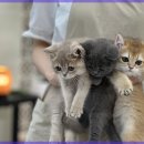 고려애견샵 이미지