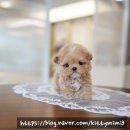 디디펫 수원강아지분양 이미지