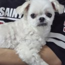 프리티 도그 이미지