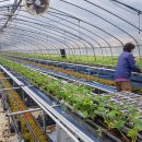 금반농원 이미지