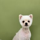 쏭트리밍 이미지