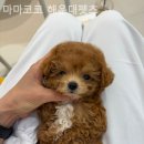 코코 반려견샵 이미지