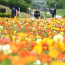 일장춘몽 이미지