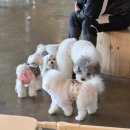 애견천국 | [하남] 강아지 천국이었던 펖파크 애견카페 후기