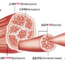 ♠ 막fascia 과 근막 myofascia 이미지