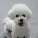 멍이가 웃통벗는날 이미지