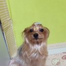 러블리펫샵 이미지