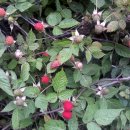 올레친구 이미지