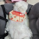 멋스럽개 이미지