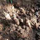 전호농장 이미지