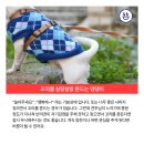 안녕,댕댕아 이미지