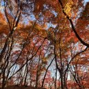 영창농장 | 전주 단풍놀이 추천 건지산 단풍나무 숲길
