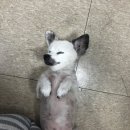 반려동물기억반지, 본비 씨드링 솔직후기, 내 강아지 털이 담긴 반지 리멤버링 ( 마티스블루, 본비 )