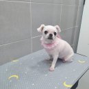 은마로동물병원 이미지